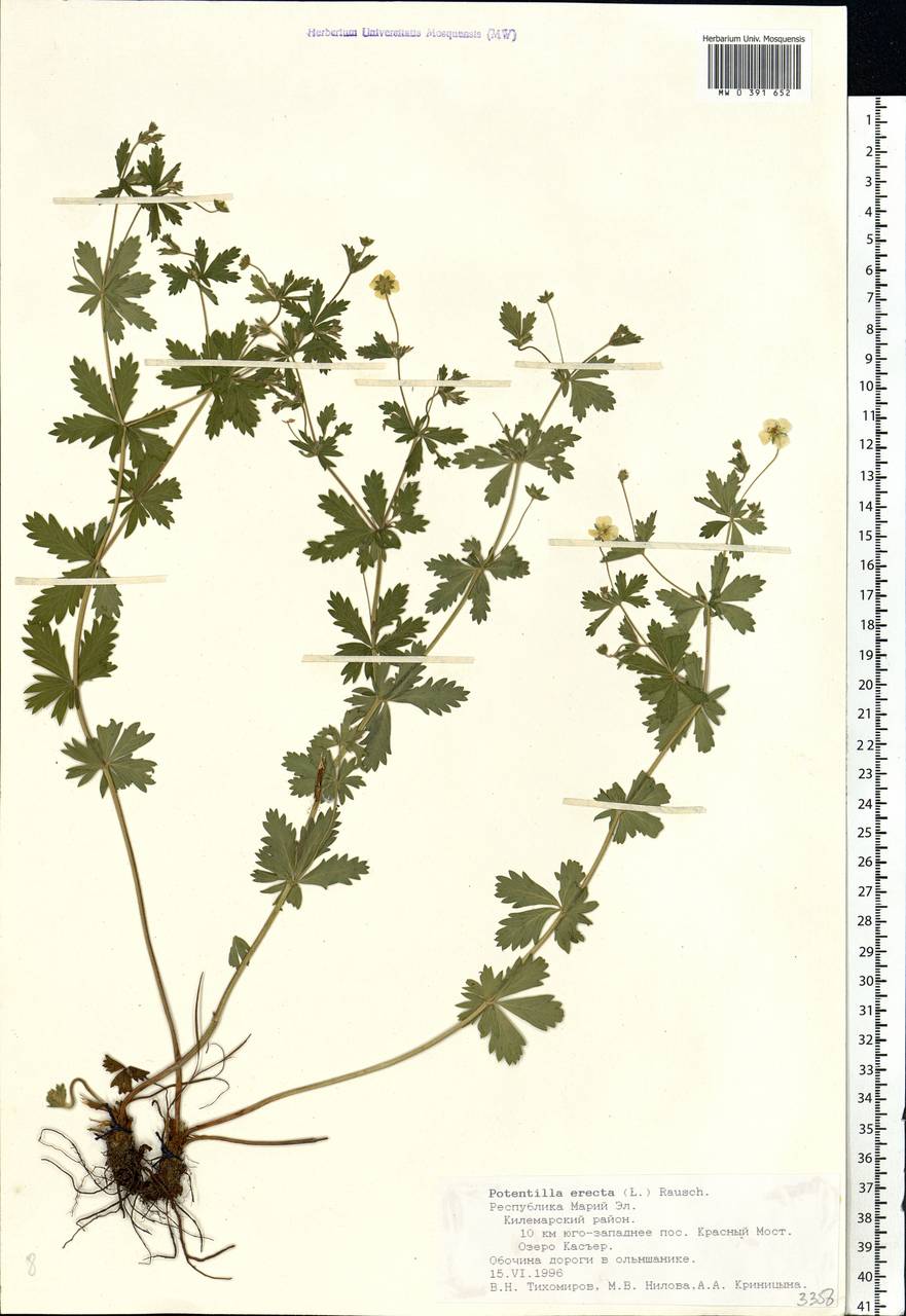 Potentilla erecta (L.) Raeusch., Eastern Europe, Middle Volga region (E8) (Russia)