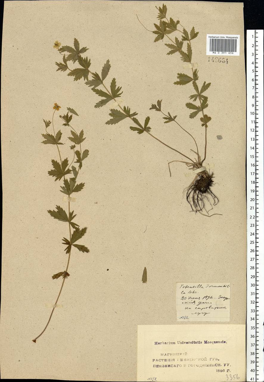 Potentilla erecta (L.) Raeusch., Eastern Europe, Middle Volga region (E8) (Russia)