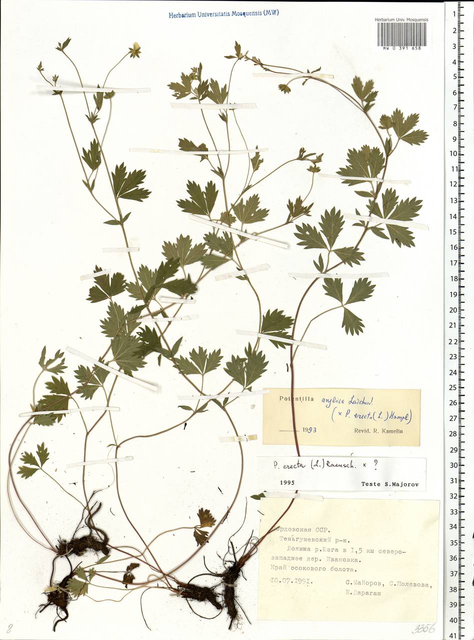 Potentilla erecta (L.) Raeusch., Eastern Europe, Middle Volga region (E8) (Russia)
