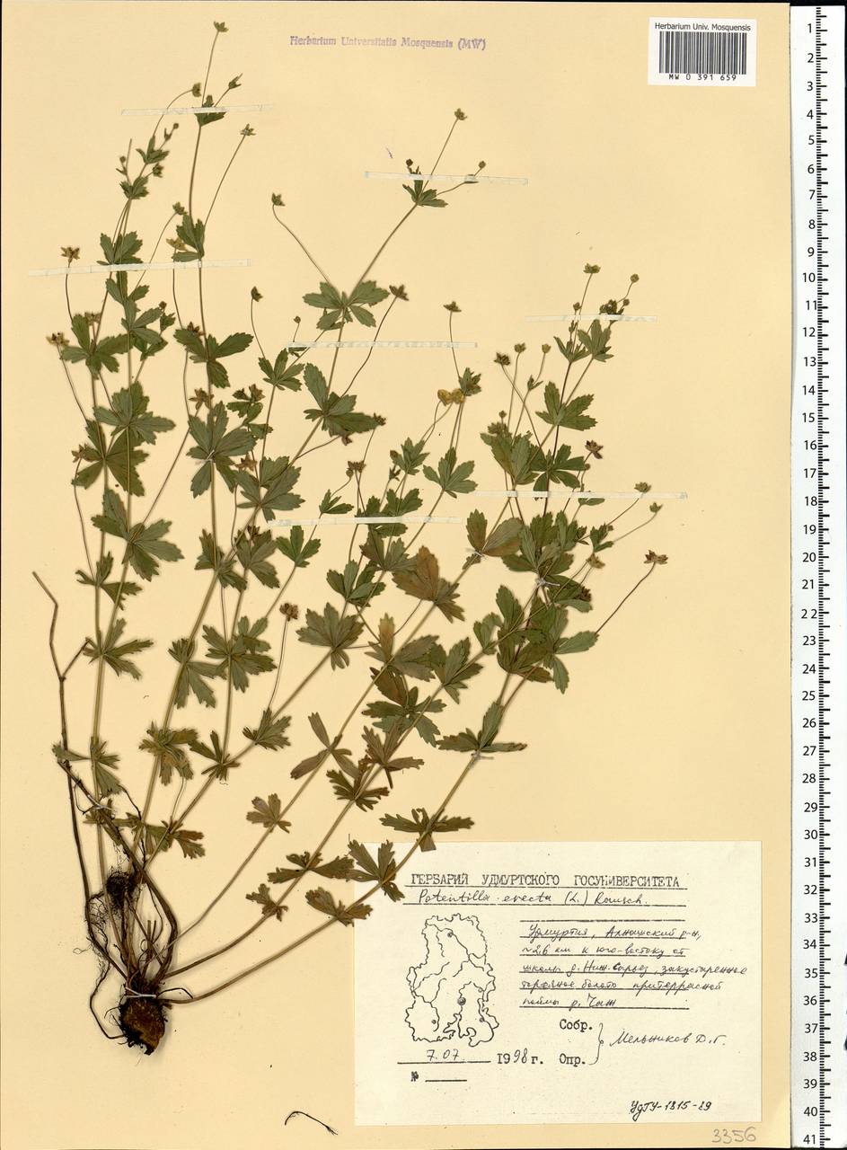 Potentilla erecta (L.) Raeusch., Eastern Europe, Volga-Kama region (E7) (Russia)