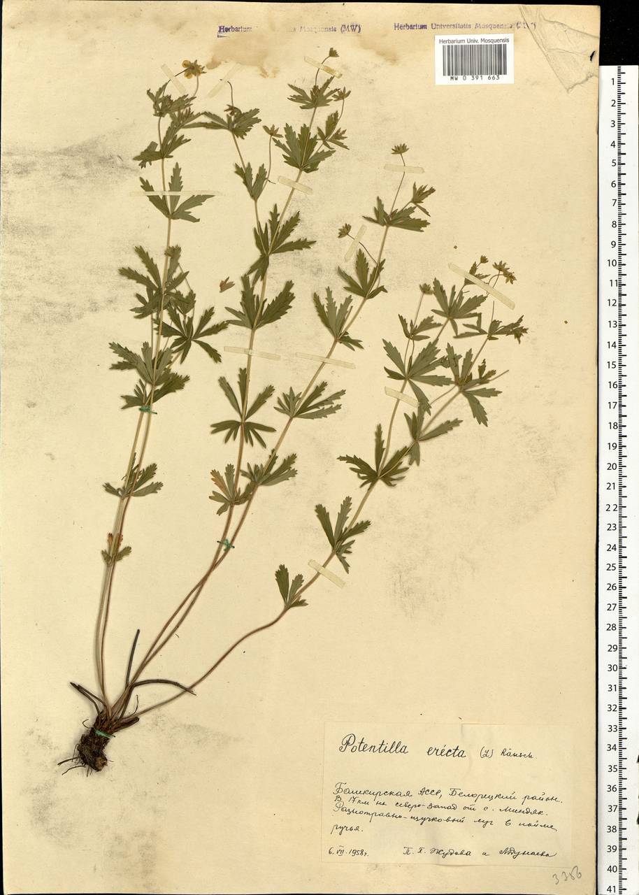 Potentilla erecta (L.) Raeusch., Eastern Europe, Eastern region (E10) (Russia)