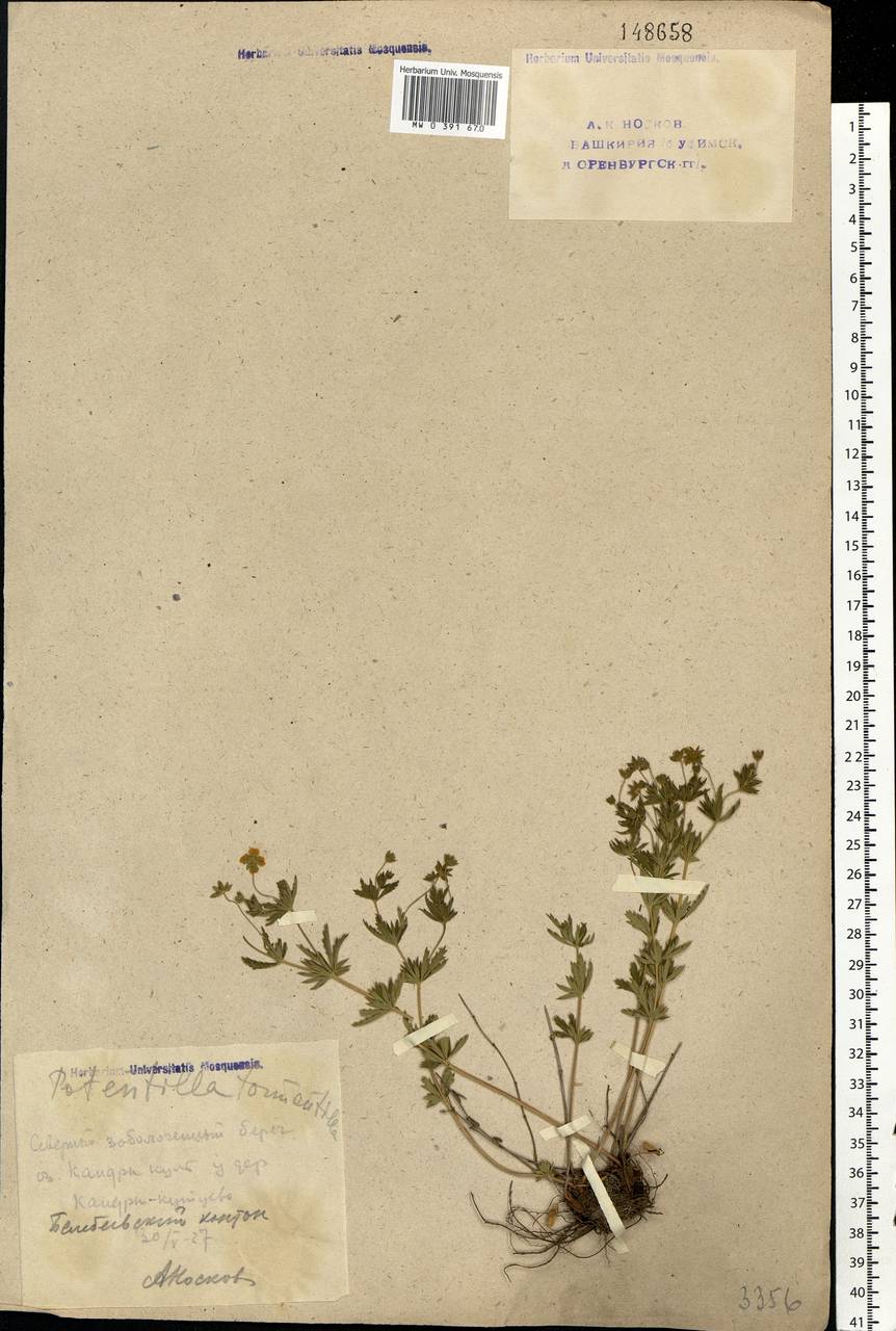 Potentilla erecta (L.) Raeusch., Eastern Europe, Eastern region (E10) (Russia)