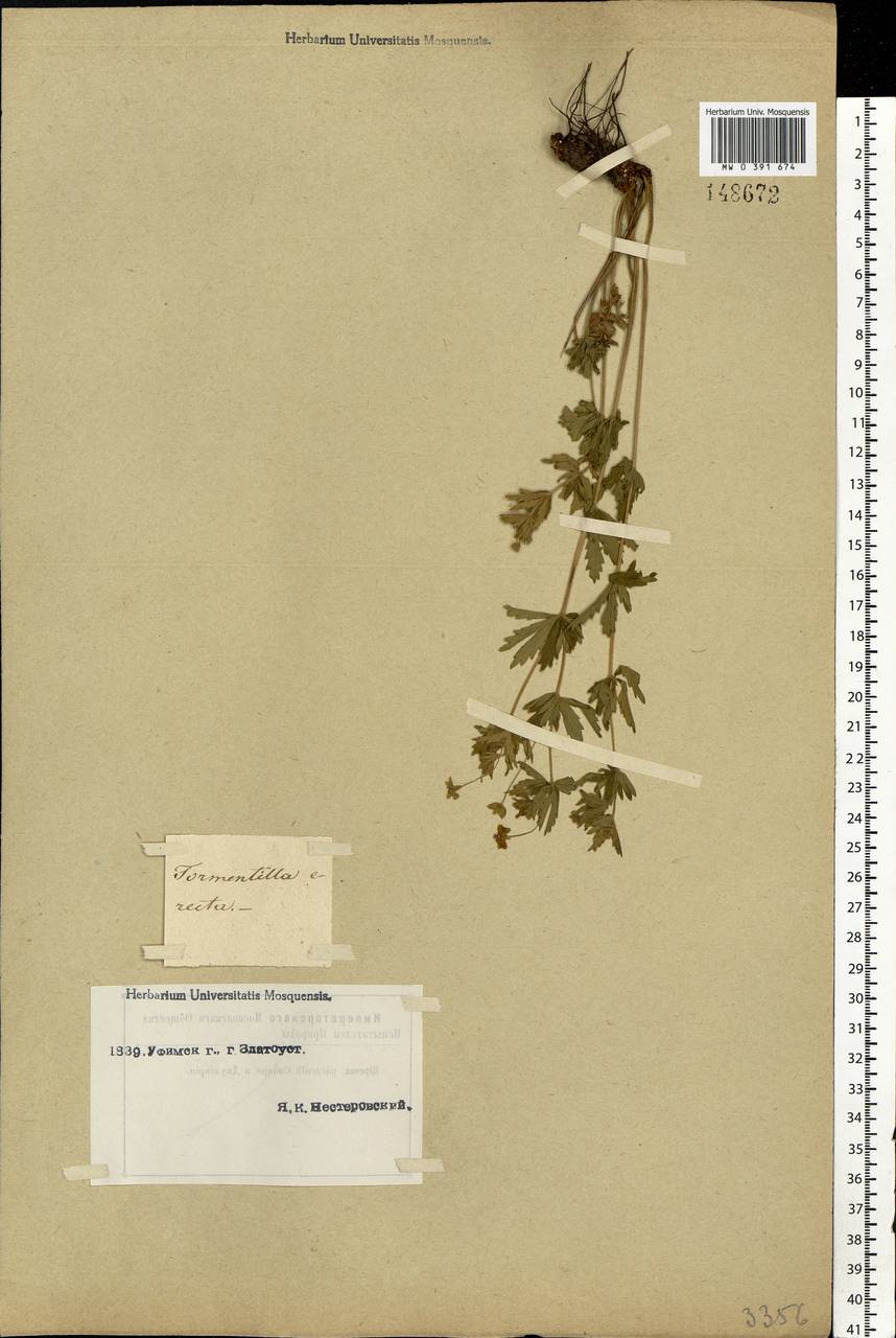 Potentilla erecta (L.) Raeusch., Eastern Europe, Eastern region (E10) (Russia)
