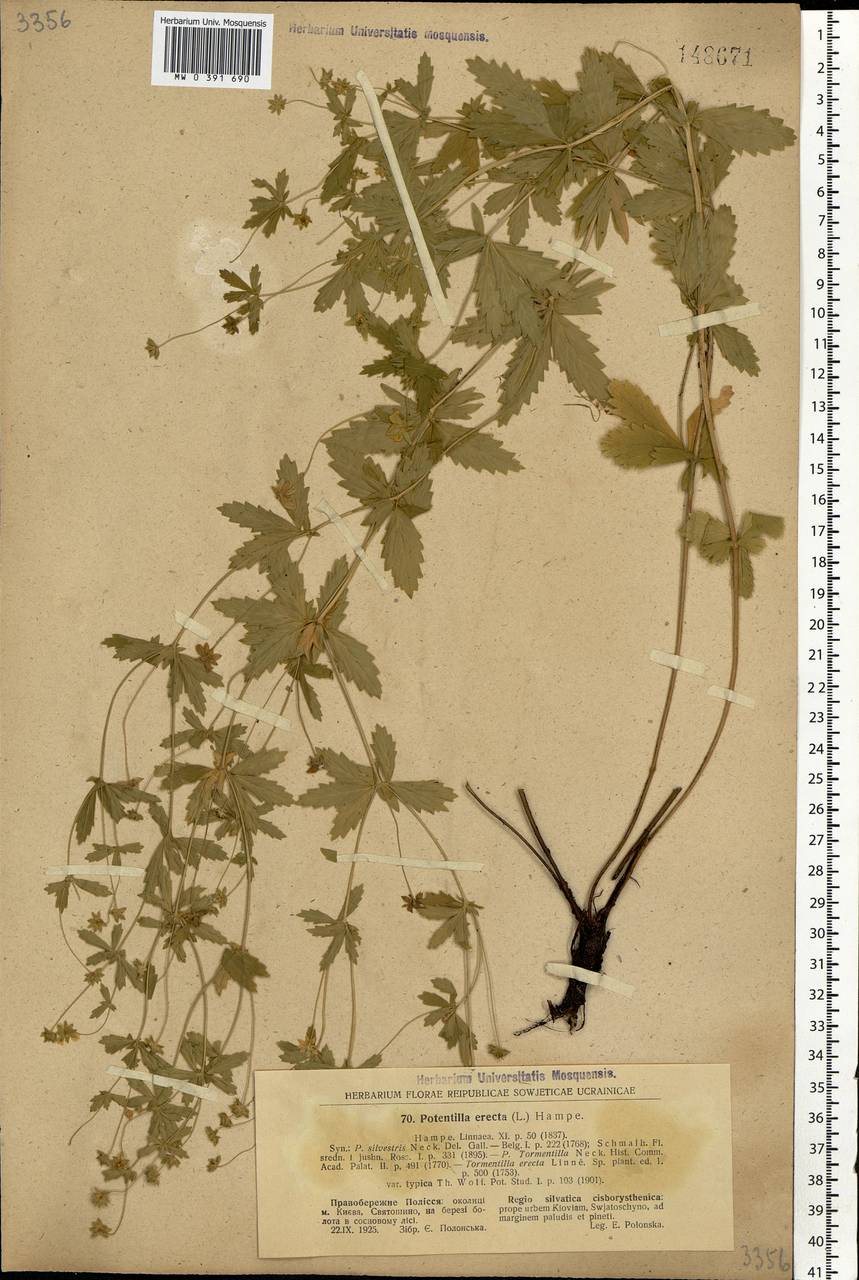 Potentilla erecta (L.) Raeusch., Eastern Europe, North Ukrainian region (E11) (Ukraine)