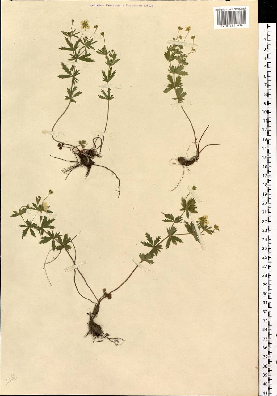 Potentilla erecta (L.) Raeusch., Eastern Europe, West Ukrainian region (E13) (Ukraine)