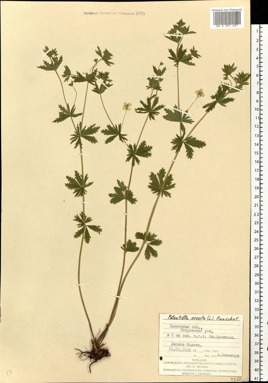 Potentilla erecta (L.) Raeusch., Eastern Europe, West Ukrainian region (E13) (Ukraine)