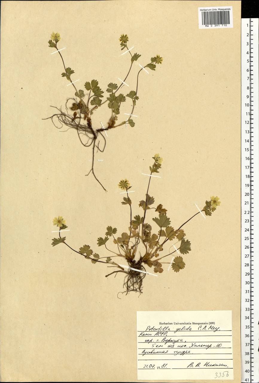 Potentilla crantzii subsp. gelida (C. A. Mey.) Soják, Eastern Europe, Northern region (E1) (Russia)
