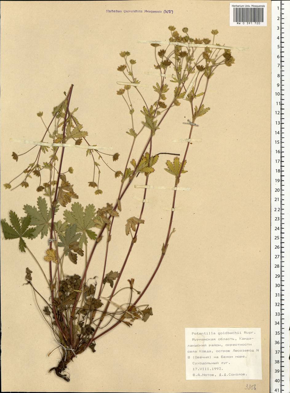 Potentilla thuringiaca Bernh. ex Link, Eastern Europe, Northern region (E1) (Russia)