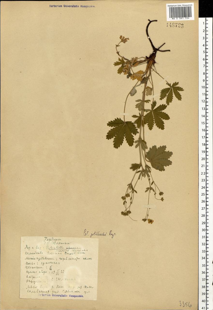 Potentilla thuringiaca subsp. goldbachii (Rupr.) Th. Wolf, Eastern Europe, Northern region (E1) (Russia)
