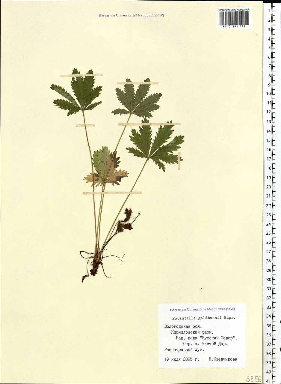Potentilla thuringiaca subsp. goldbachii (Rupr.) Th. Wolf, Eastern Europe, Northern region (E1) (Russia)