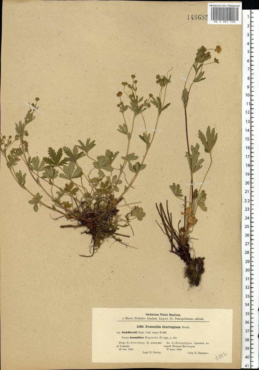 Potentilla thuringiaca subsp. goldbachii (Rupr.) Th. Wolf, Eastern Europe, North-Western region (E2) (Russia)