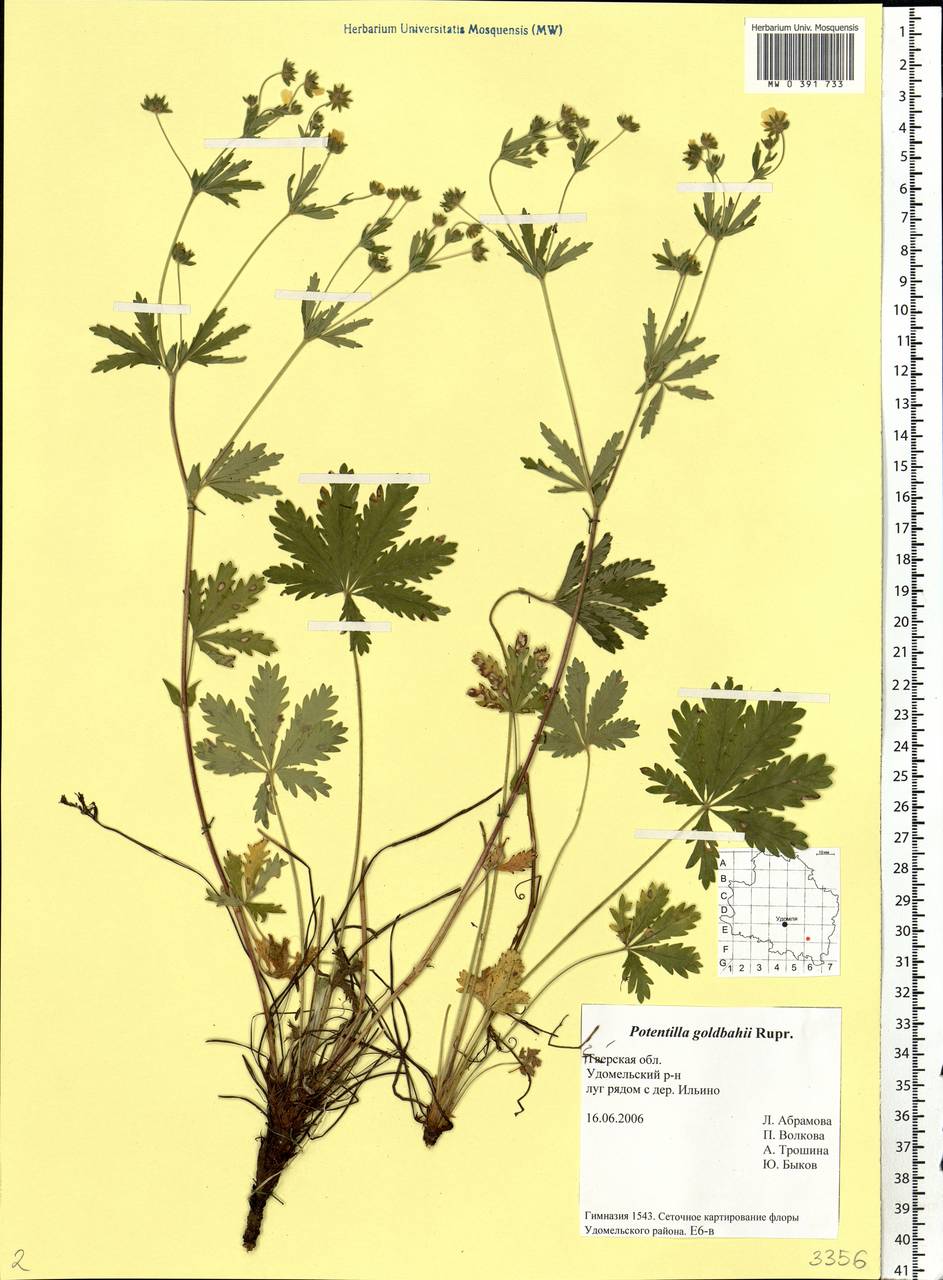 Potentilla thuringiaca subsp. goldbachii (Rupr.) Th. Wolf, Eastern Europe, North-Western region (E2) (Russia)
