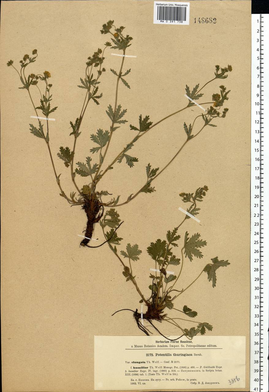 Potentilla thuringiaca subsp. goldbachii (Rupr.) Th. Wolf, Eastern Europe, North-Western region (E2) (Russia)
