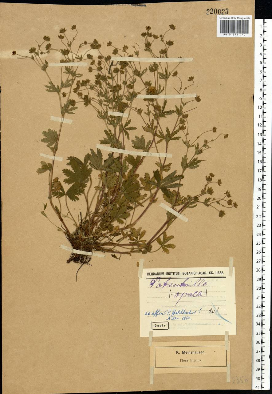 Potentilla thuringiaca Bernh. ex Link, Eastern Europe, North-Western region (E2) (Russia)