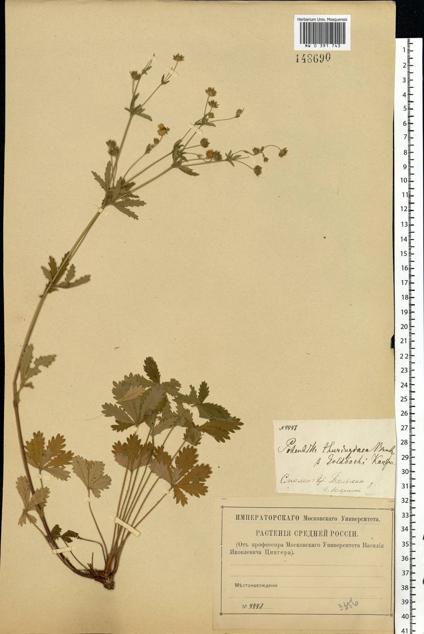 Potentilla thuringiaca subsp. goldbachii (Rupr.) Th. Wolf, Eastern Europe, North-Western region (E2) (Russia)