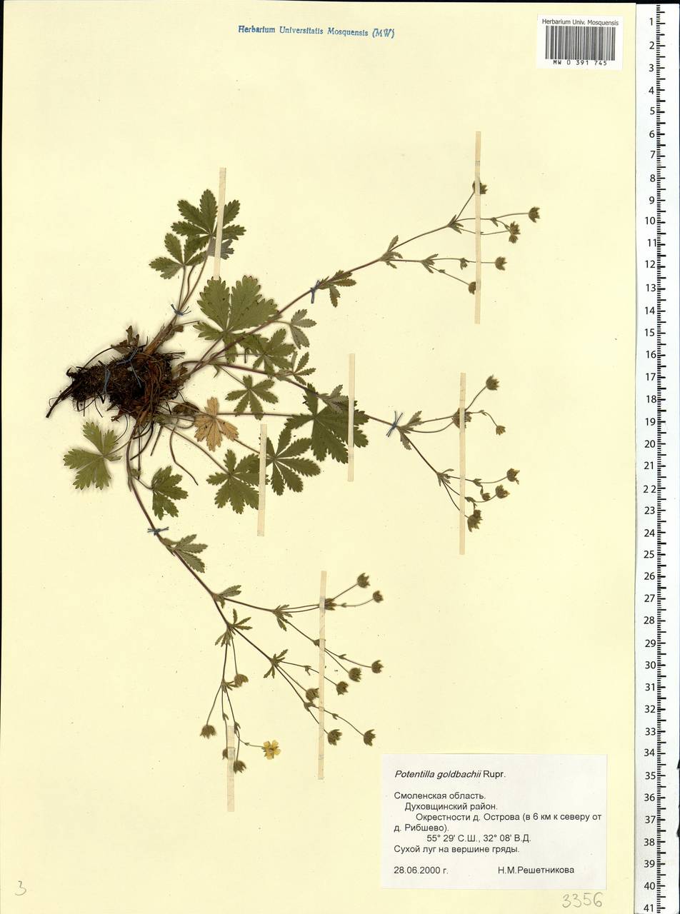 Potentilla thuringiaca subsp. goldbachii (Rupr.) Th. Wolf, Eastern Europe, Western region (E3) (Russia)