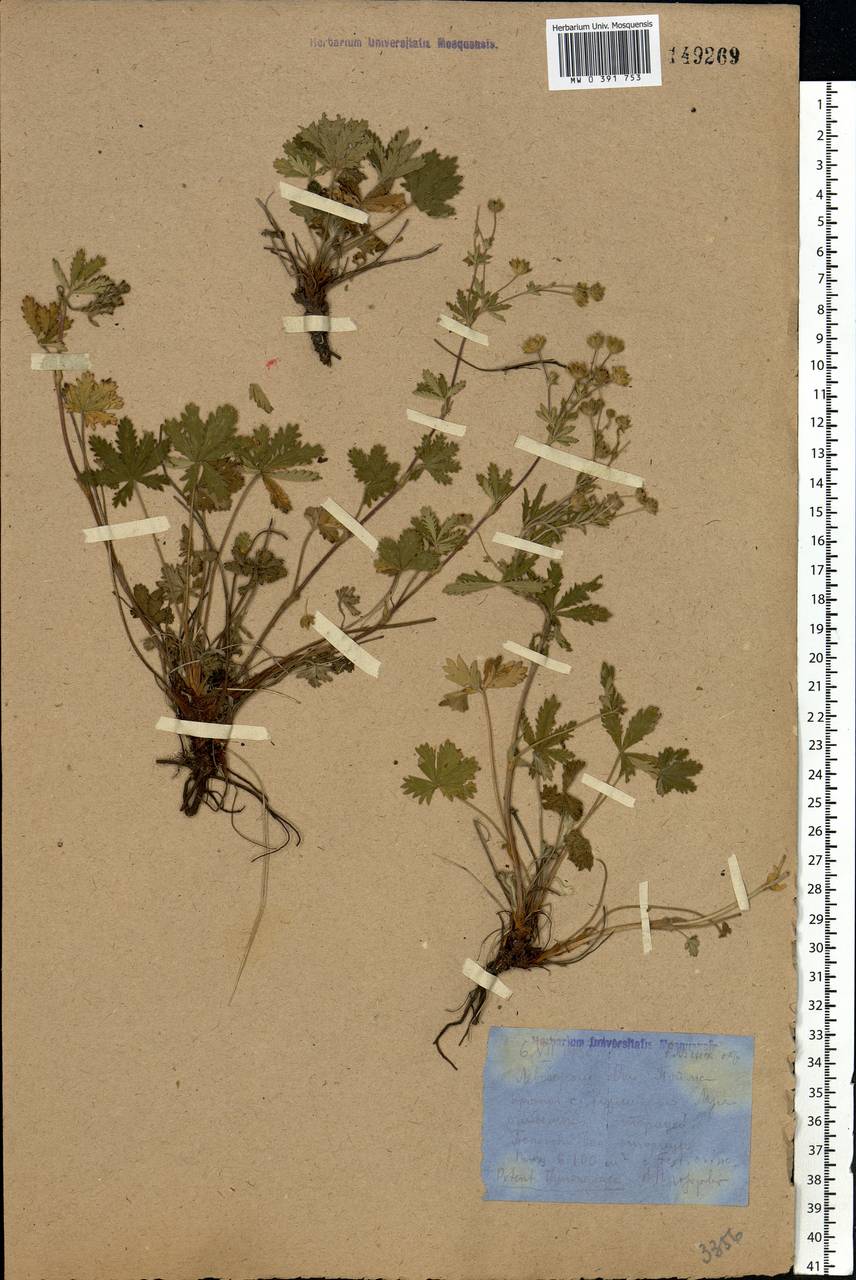 Potentilla thuringiaca subsp. goldbachii (Rupr.) Th. Wolf, Eastern Europe, Central region (E4) (Russia)