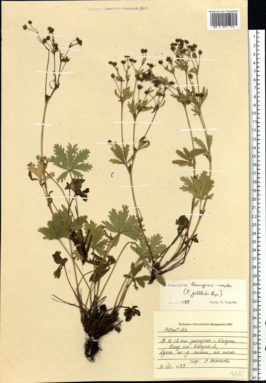 Potentilla thuringiaca subsp. goldbachii (Rupr.) Th. Wolf, Eastern Europe, Central region (E4) (Russia)