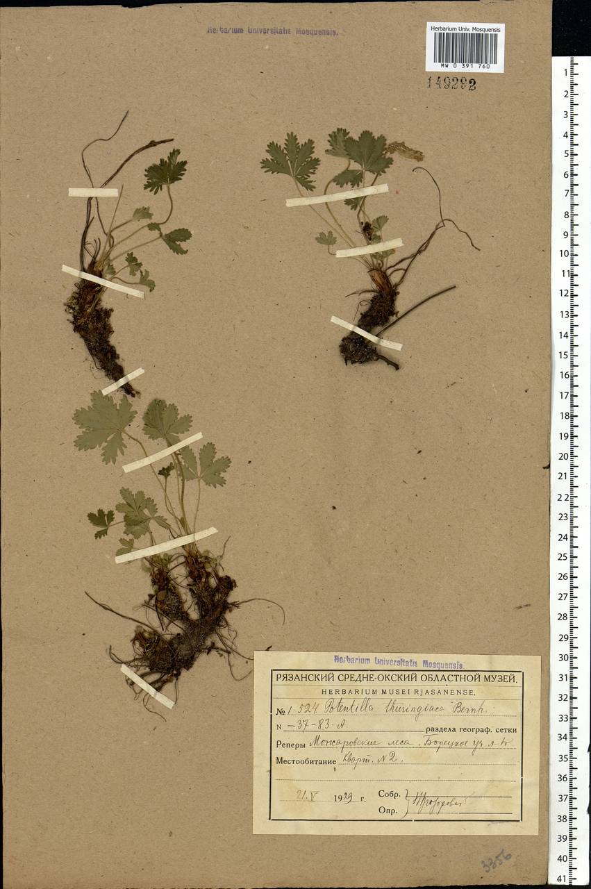 Potentilla thuringiaca subsp. goldbachii (Rupr.) Th. Wolf, Eastern Europe, Central region (E4) (Russia)