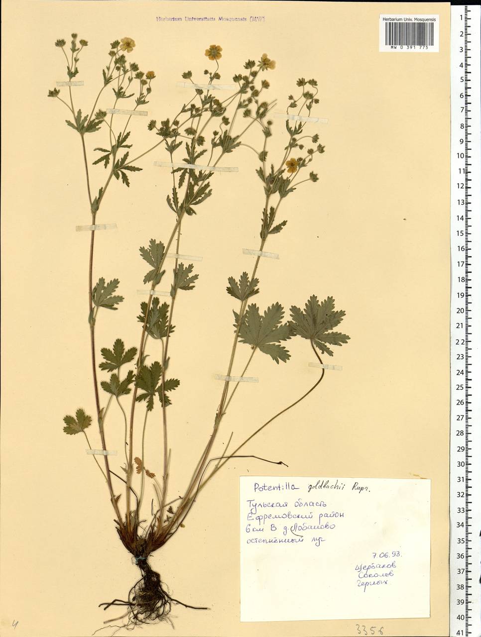 Potentilla thuringiaca subsp. goldbachii (Rupr.) Th. Wolf, Eastern Europe, Central region (E4) (Russia)