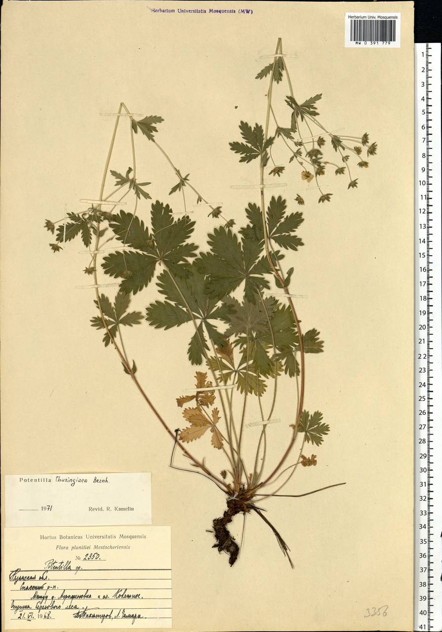 Potentilla thuringiaca subsp. goldbachii (Rupr.) Th. Wolf, Eastern Europe, Central region (E4) (Russia)