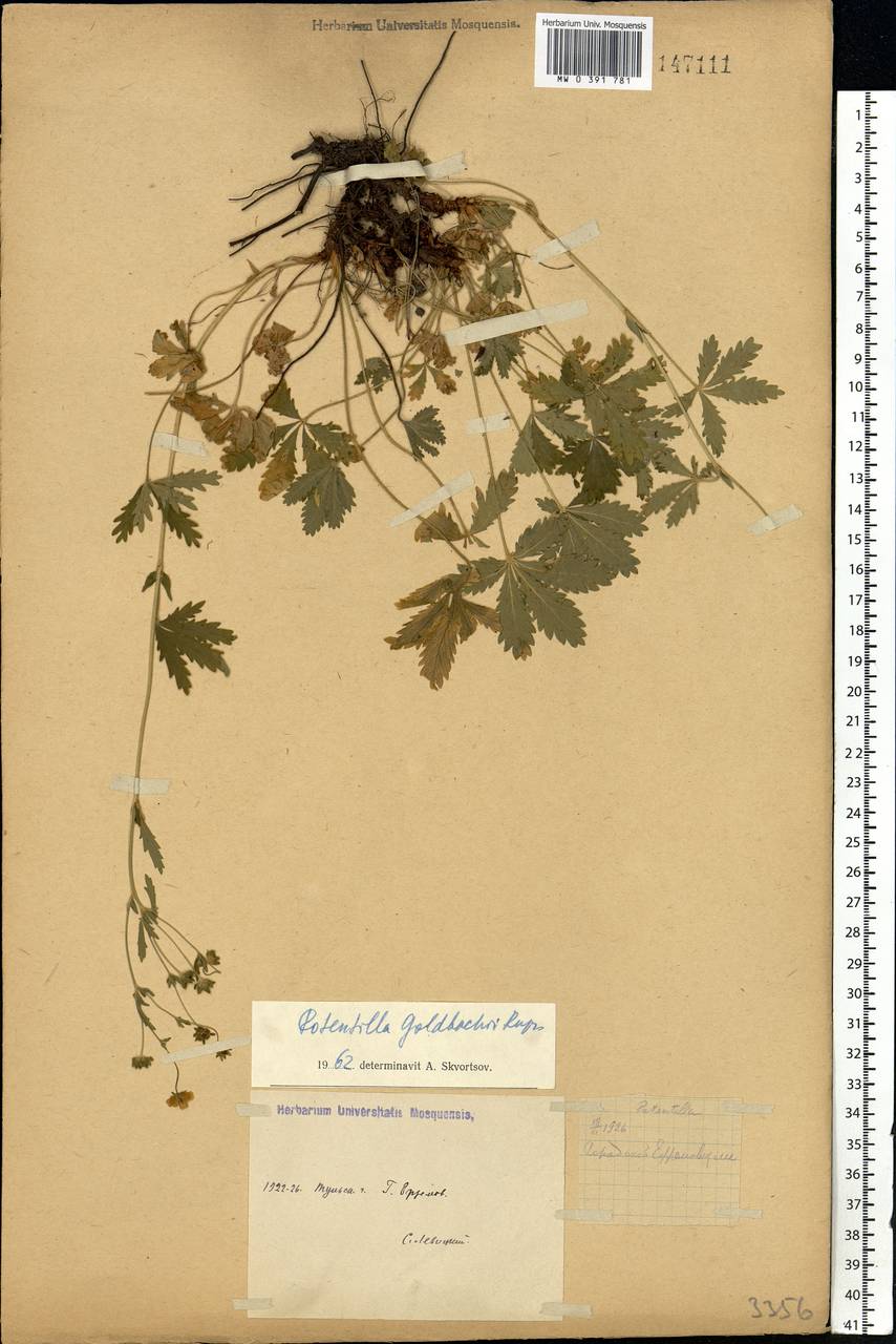 Potentilla thuringiaca Bernh. ex Link, Eastern Europe, Central region (E4) (Russia)