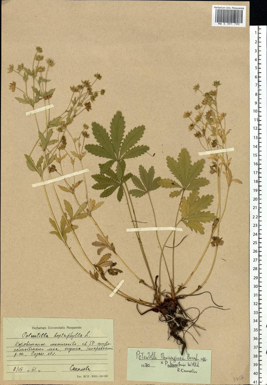 Potentilla thuringiaca subsp. goldbachii (Rupr.) Th. Wolf, Eastern Europe, Central region (E4) (Russia)