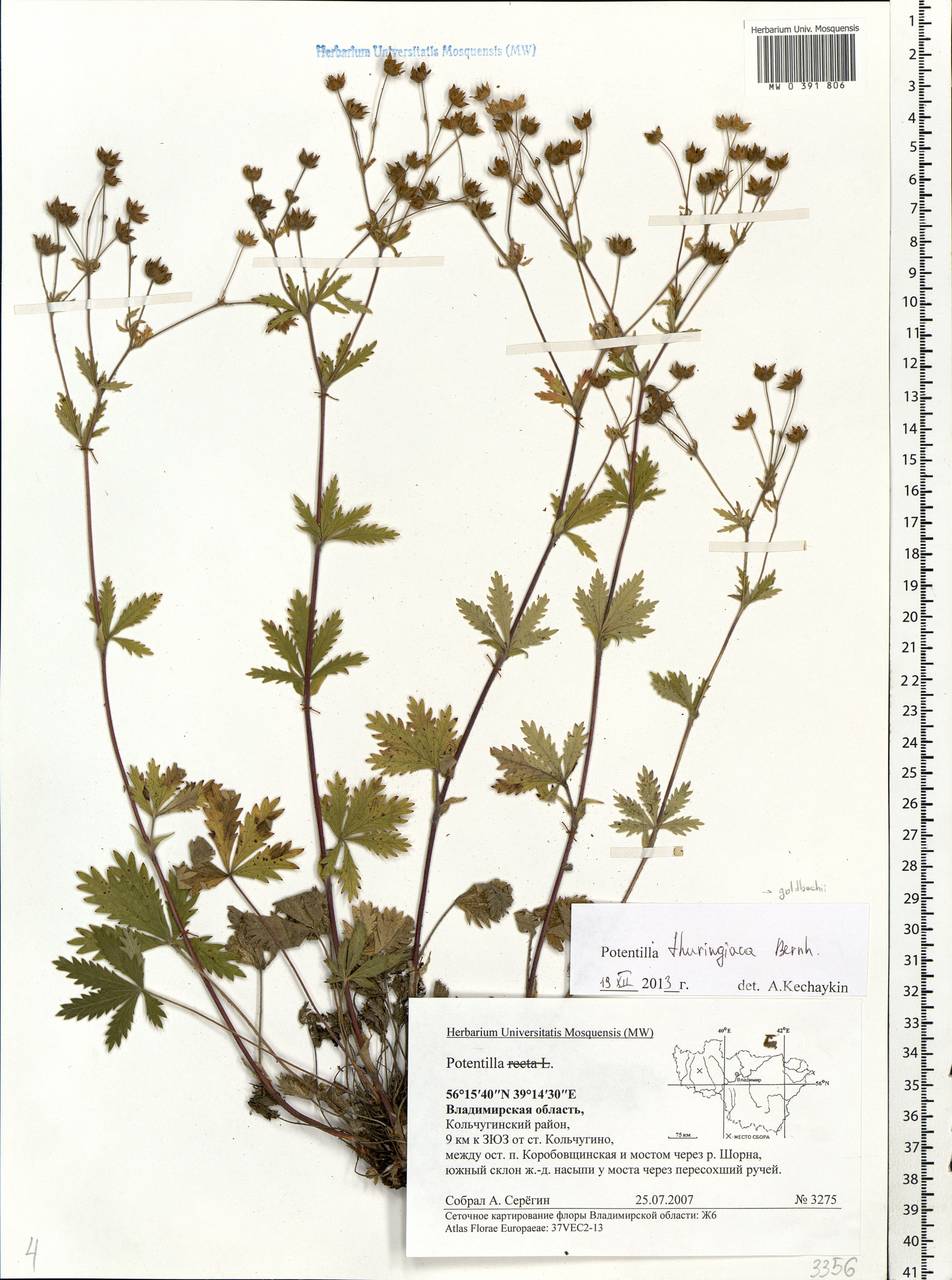 Potentilla thuringiaca subsp. goldbachii (Rupr.) Th. Wolf, Eastern Europe, Central region (E4) (Russia)