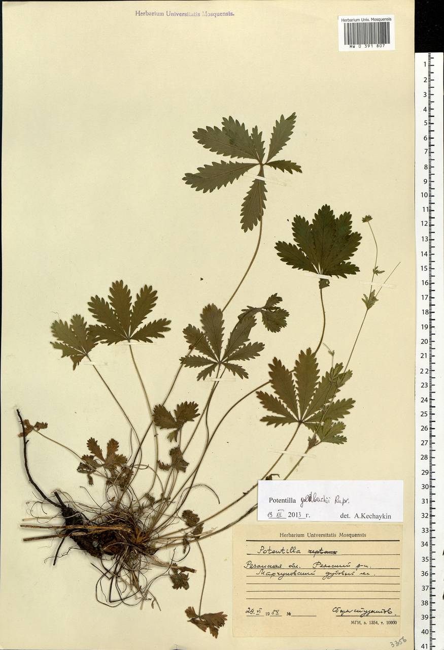 Potentilla thuringiaca subsp. goldbachii (Rupr.) Th. Wolf, Eastern Europe, Central region (E4) (Russia)