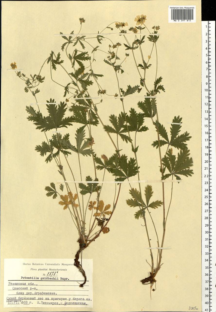 Potentilla thuringiaca subsp. goldbachii (Rupr.) Th. Wolf, Eastern Europe, Central region (E4) (Russia)