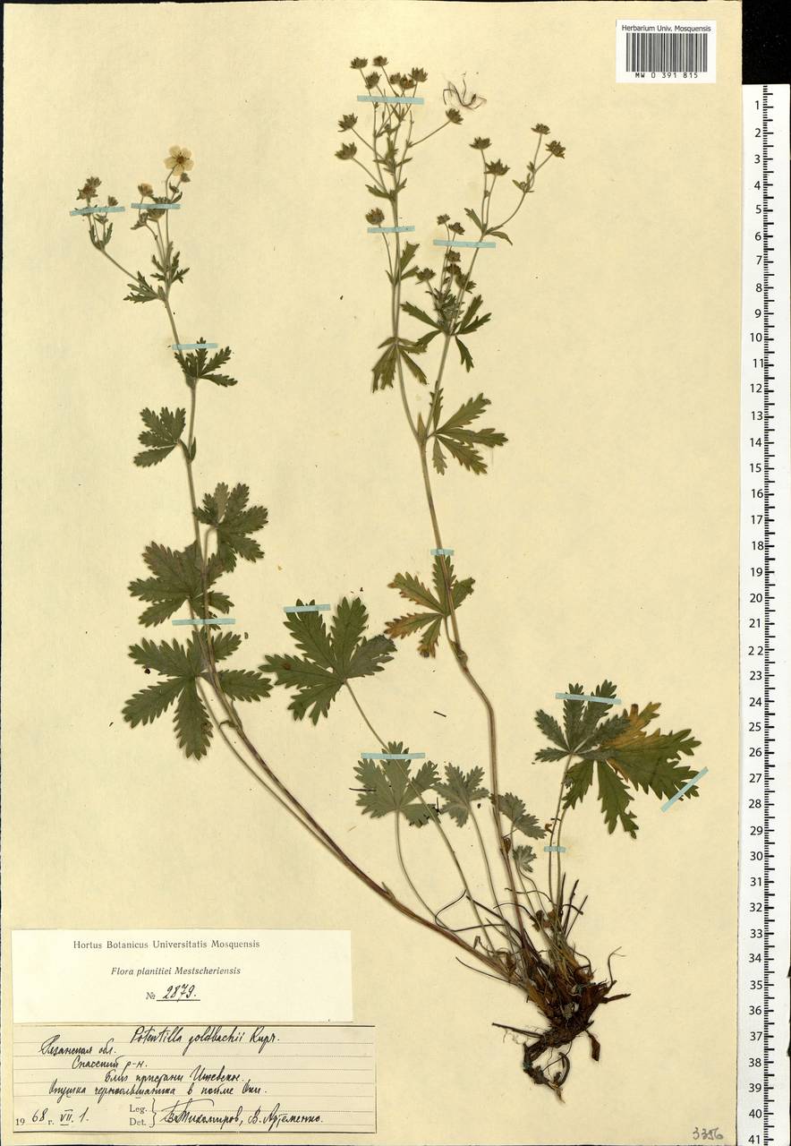 Potentilla thuringiaca subsp. goldbachii (Rupr.) Th. Wolf, Eastern Europe, Central region (E4) (Russia)