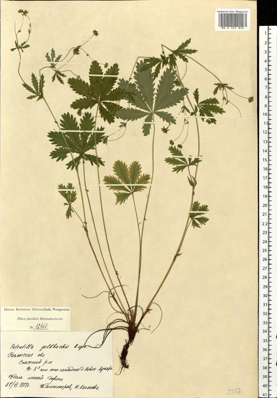 Potentilla thuringiaca subsp. goldbachii (Rupr.) Th. Wolf, Eastern Europe, Central region (E4) (Russia)