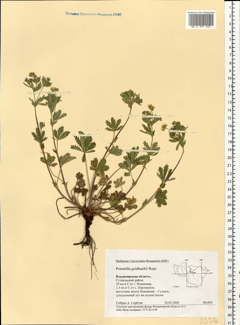 Potentilla thuringiaca subsp. goldbachii (Rupr.) Th. Wolf, Eastern Europe, Central region (E4) (Russia)