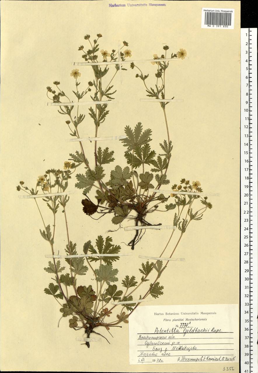 Potentilla thuringiaca subsp. goldbachii (Rupr.) Th. Wolf, Eastern Europe, Central region (E4) (Russia)