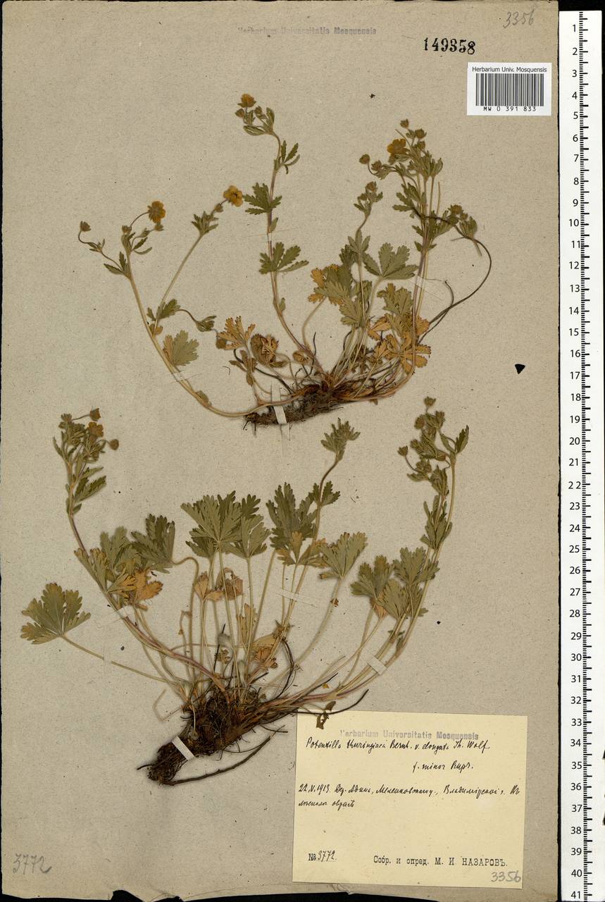 Potentilla thuringiaca subsp. goldbachii (Rupr.) Th. Wolf, Eastern Europe, Central region (E4) (Russia)