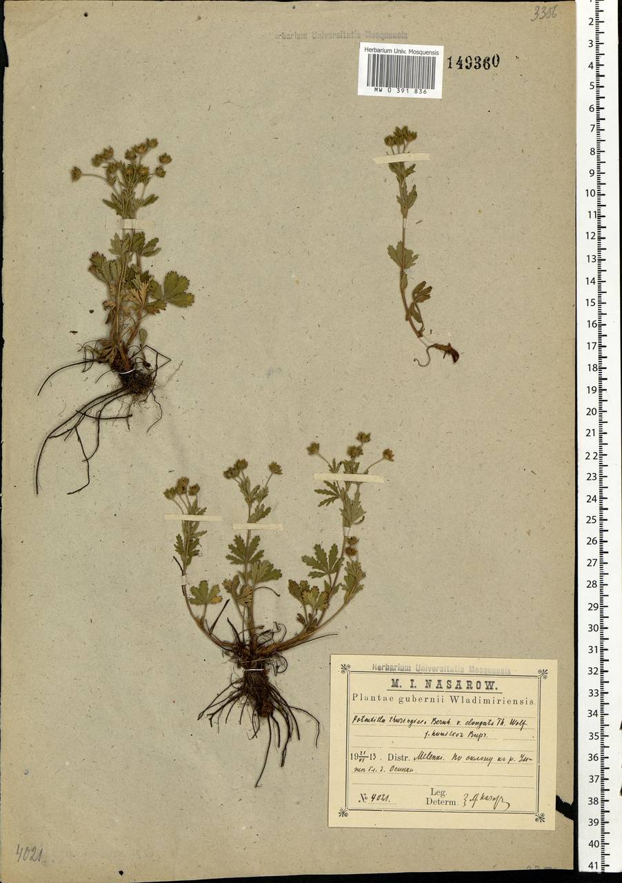 Potentilla thuringiaca subsp. goldbachii (Rupr.) Th. Wolf, Eastern Europe, Central region (E4) (Russia)