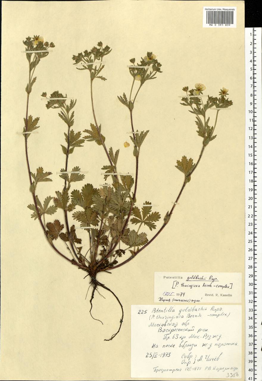 Potentilla thuringiaca subsp. goldbachii (Rupr.) Th. Wolf, Eastern Europe, Moscow region (E4a) (Russia)