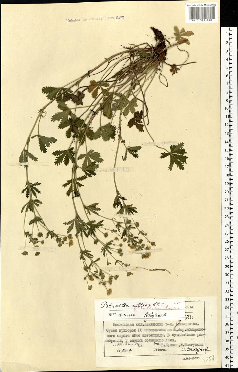 Potentilla thuringiaca subsp. goldbachii (Rupr.) Th. Wolf, Eastern Europe, Moscow region (E4a) (Russia)