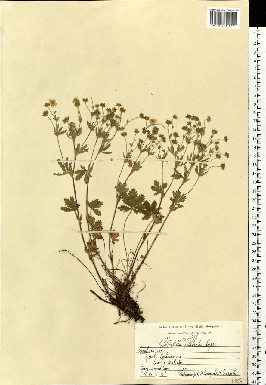 Potentilla thuringiaca subsp. goldbachii (Rupr.) Th. Wolf, Eastern Europe, Moscow region (E4a) (Russia)