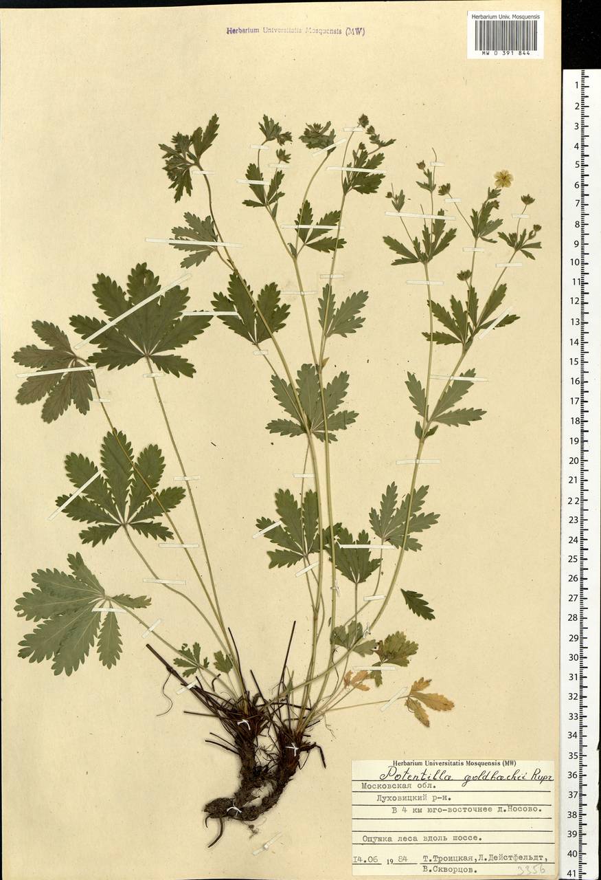 Potentilla thuringiaca subsp. goldbachii (Rupr.) Th. Wolf, Eastern Europe, Moscow region (E4a) (Russia)