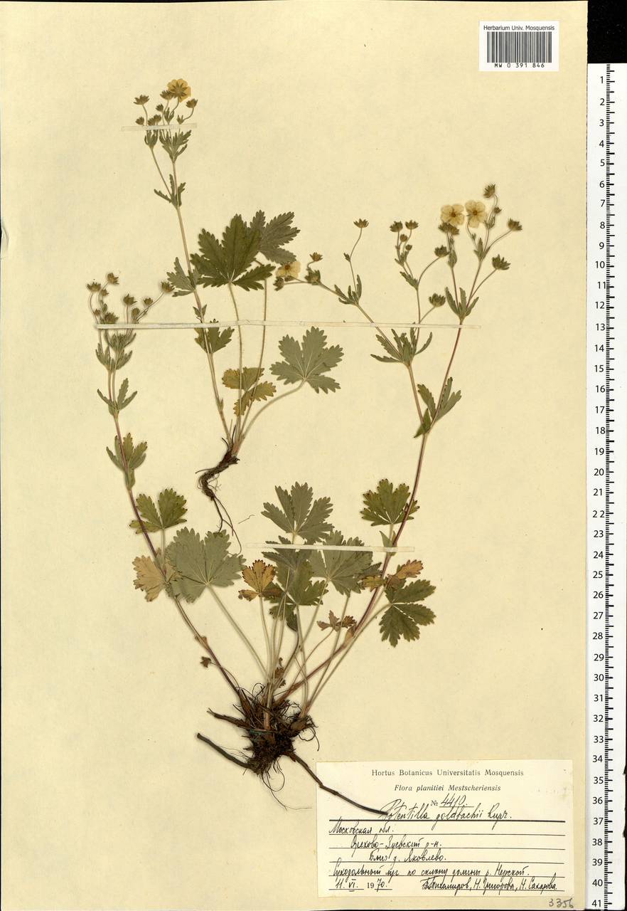 Potentilla thuringiaca subsp. goldbachii (Rupr.) Th. Wolf, Eastern Europe, Moscow region (E4a) (Russia)