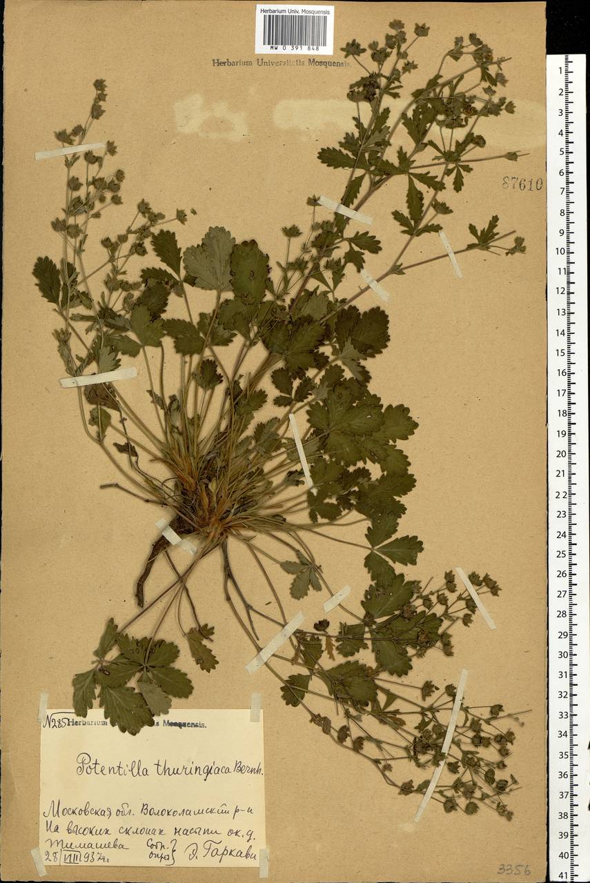 Potentilla thuringiaca subsp. goldbachii (Rupr.) Th. Wolf, Eastern Europe, Moscow region (E4a) (Russia)