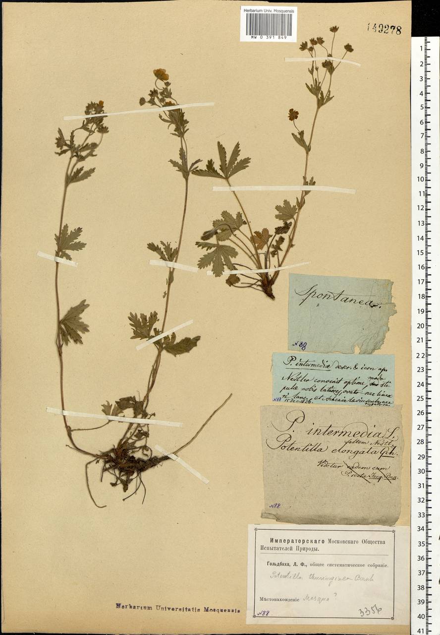 Potentilla thuringiaca subsp. goldbachii (Rupr.) Th. Wolf, Eastern Europe, Moscow region (E4a) (Russia)