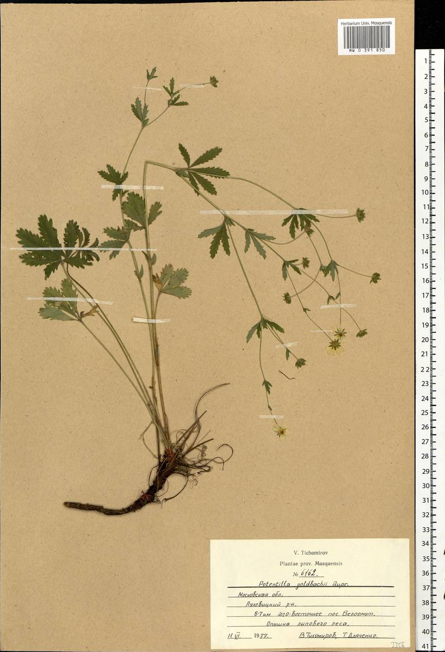 Potentilla thuringiaca subsp. goldbachii (Rupr.) Th. Wolf, Eastern Europe, Moscow region (E4a) (Russia)