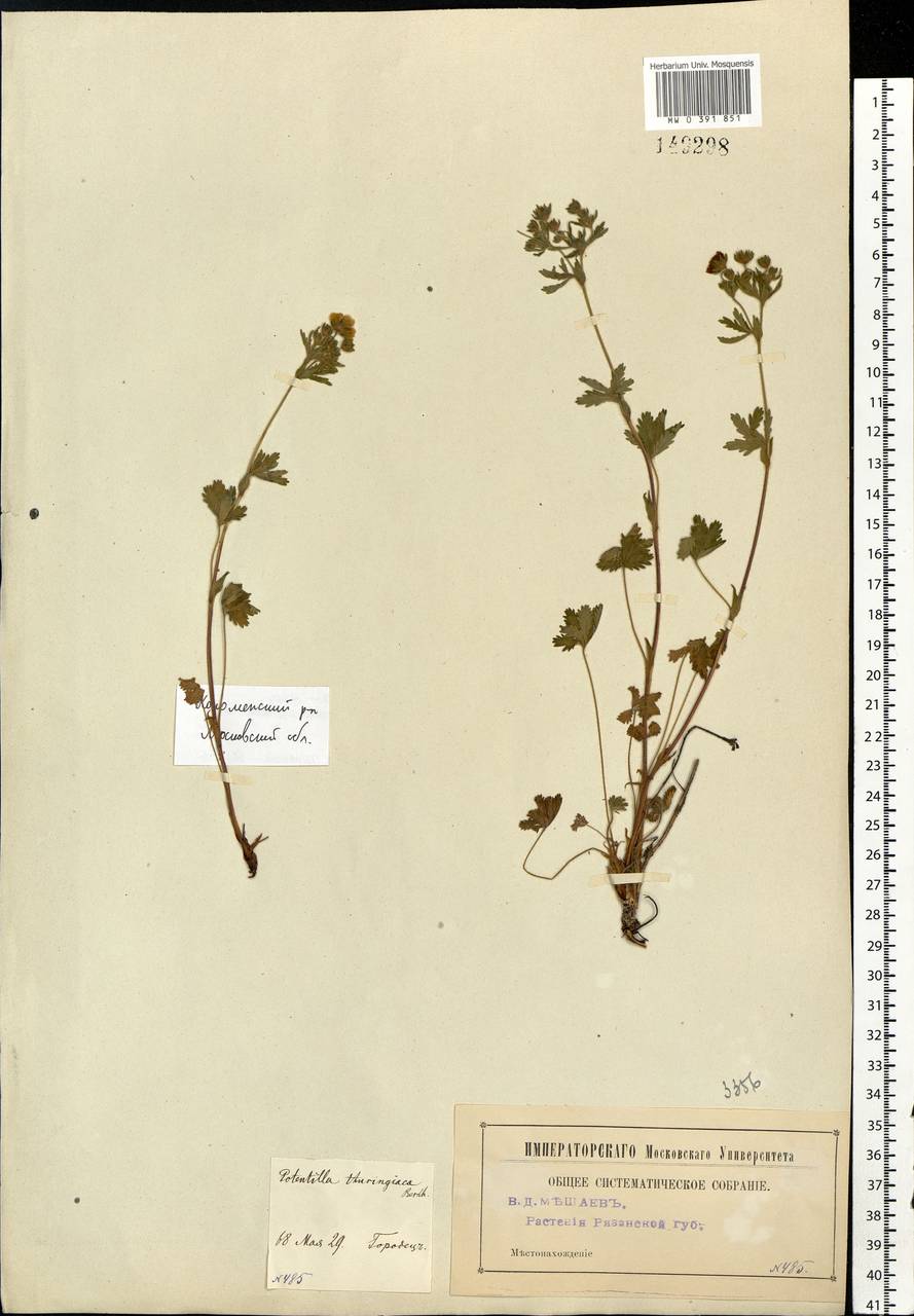 Potentilla thuringiaca subsp. goldbachii (Rupr.) Th. Wolf, Eastern Europe, Moscow region (E4a) (Russia)