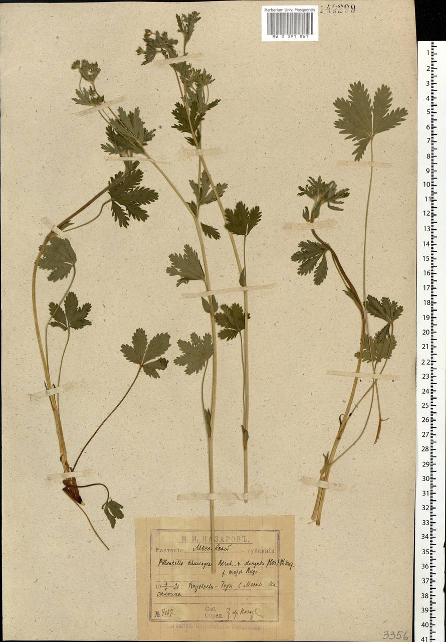 Potentilla thuringiaca subsp. goldbachii (Rupr.) Th. Wolf, Eastern Europe, Moscow region (E4a) (Russia)