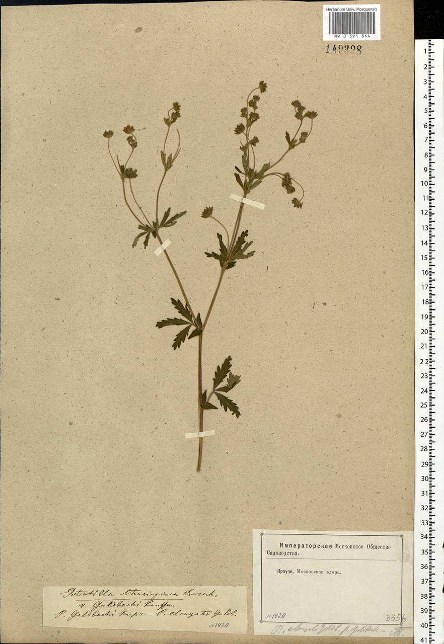 Potentilla thuringiaca subsp. goldbachii (Rupr.) Th. Wolf, Eastern Europe, Moscow region (E4a) (Russia)