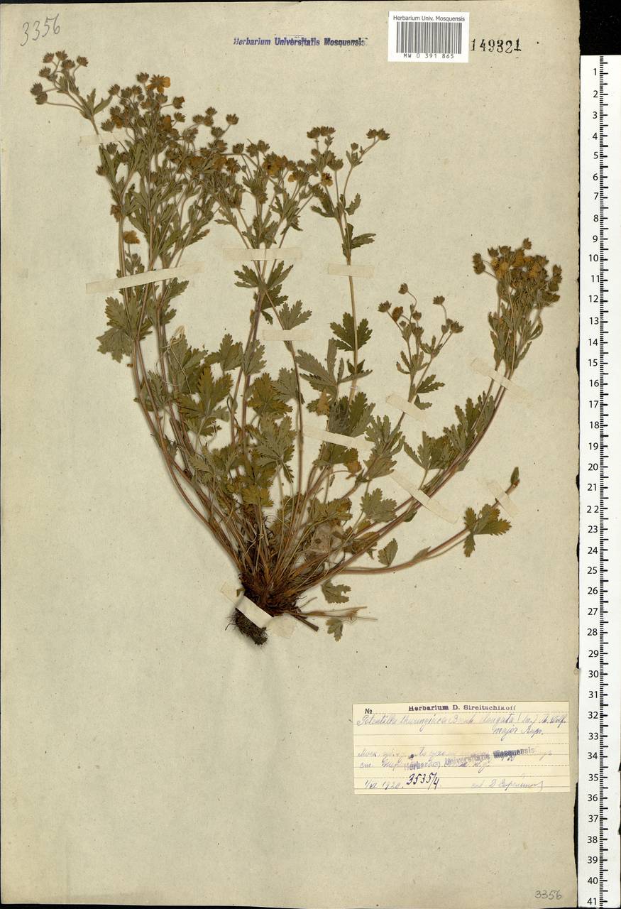Potentilla thuringiaca subsp. goldbachii (Rupr.) Th. Wolf, Eastern Europe, Moscow region (E4a) (Russia)