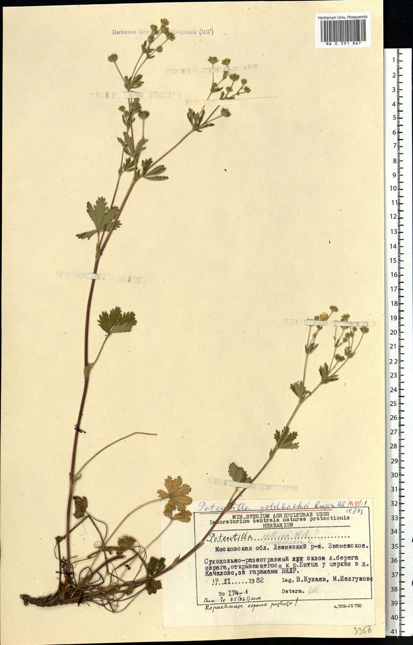 Potentilla thuringiaca subsp. goldbachii (Rupr.) Th. Wolf, Eastern Europe, Moscow region (E4a) (Russia)