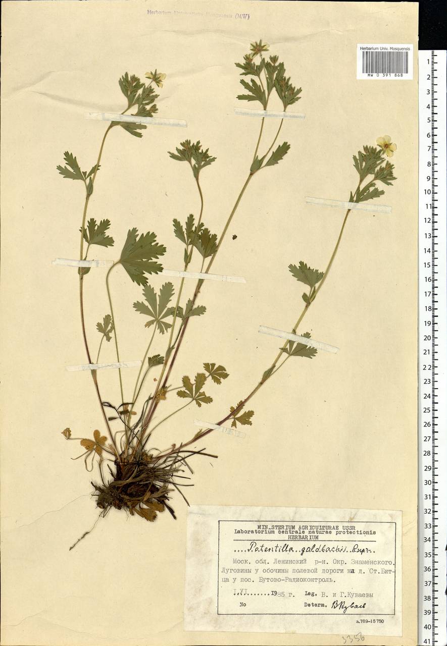 Potentilla thuringiaca subsp. goldbachii (Rupr.) Th. Wolf, Eastern Europe, Moscow region (E4a) (Russia)